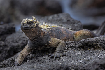 Marine Iguana (Amblyrhynchus cristatus) in Galapagos Islands, Ec