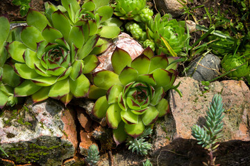 Aye-green or houseleek (Sempervivum) in a rock garden.
