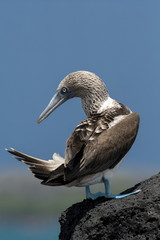 Blue-footed Booby (Sula nebouxii) in Galapagos Islands, Ecuador