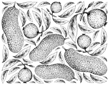 Hand Drawn Background of Cempedak and Borojo Fruits