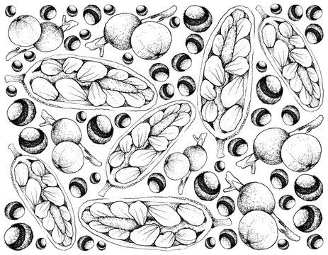 Hand Drawn Background of Fresh Cempedak and Cambuca Fruits