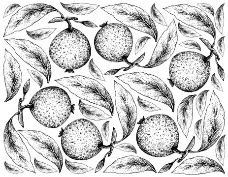 Hand Drawn Background of Borojo or Alibertia Patinoi Fruits
