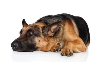 Tired German shepherd