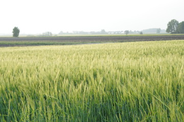harvest agriculture green grain