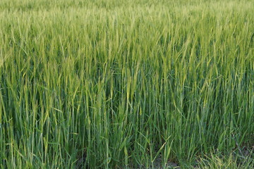 harvest agriculture green grain