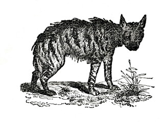 Striped hyena (Hyaena hyaena) (from Das Heller-Magazin, August 16, 1834)