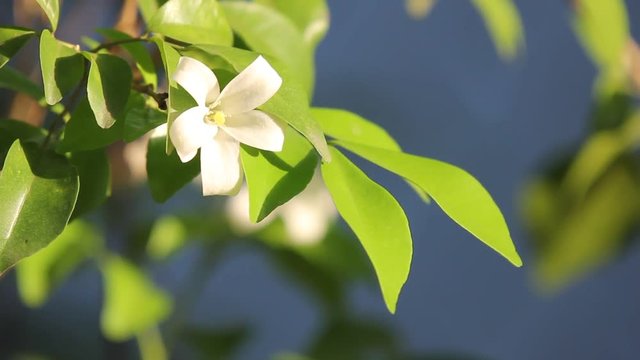 Close up of Orange Jessamine flowers and green leaf