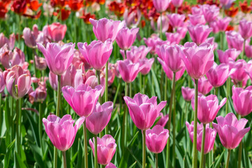 Obraz premium Field of tulips