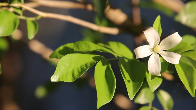 Close up of Orange Jessamine flowers and green leaf
