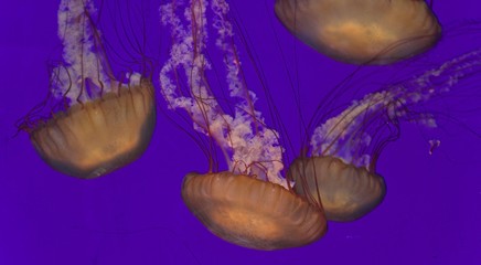 Five beautiful deadly jellyfishes in the sea