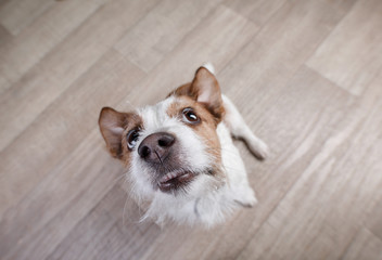 funny dog jack russel terrier on top at home