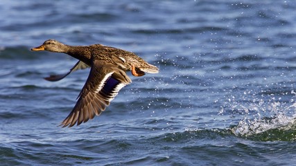 Beautiful image of a mallard taking off from lake
