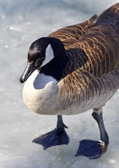 Isolated image of a Canada goose standing on ice