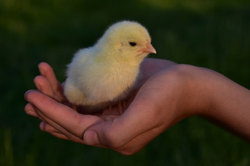 chick in child's hand at dusk