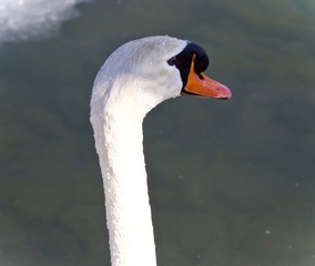 Isolated photo of a thoughtful mute swan in water