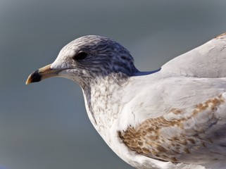 Isolated picture with a cute gull on a shore