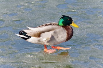 Beautiful picture with a mallard standing on ice