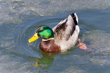 Postcard with a mallard swimming in icy lake
