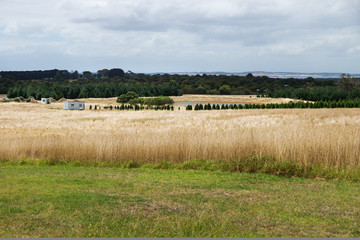 Landscape with farmland and trees on Phillip Island, Victoria, Australia