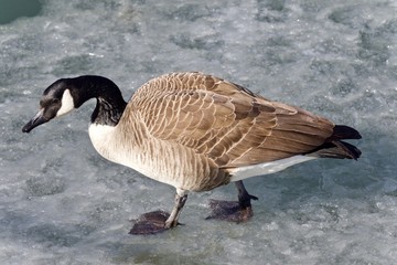 Beautiful photo of a Canada goose walking on ice