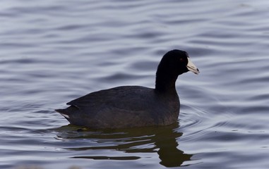 Isolated image of a coot swimming in lake