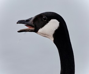 Postcard with a scared Canada goose screaming