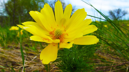 Beautiful yellow flower on blue sky background.