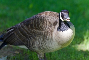 Postcard with a funny Canada goose on a field