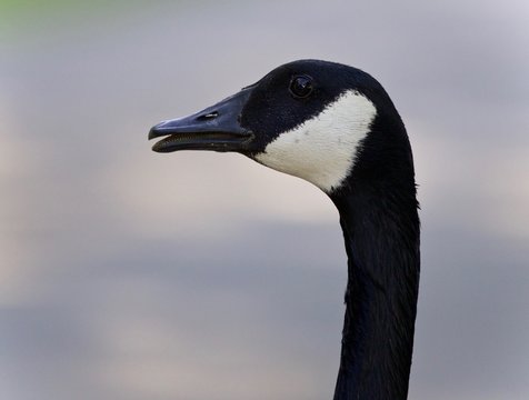Photo of an emotional Canada goose screaming