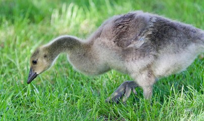 Isolated image of a cute chick of Canada geese