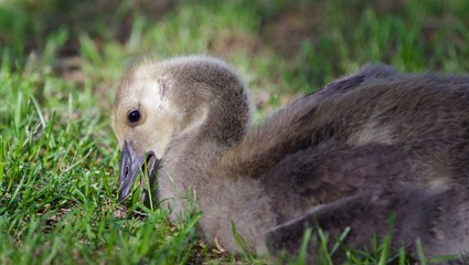 Image of a cute chick of Canada geese eating grass
