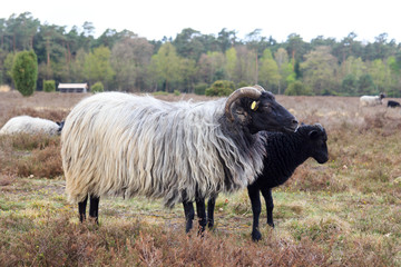 Moorland sheep Heidschnucke and young lamb in Lüneburg Heath near Undeloh and Wilsede, Germany