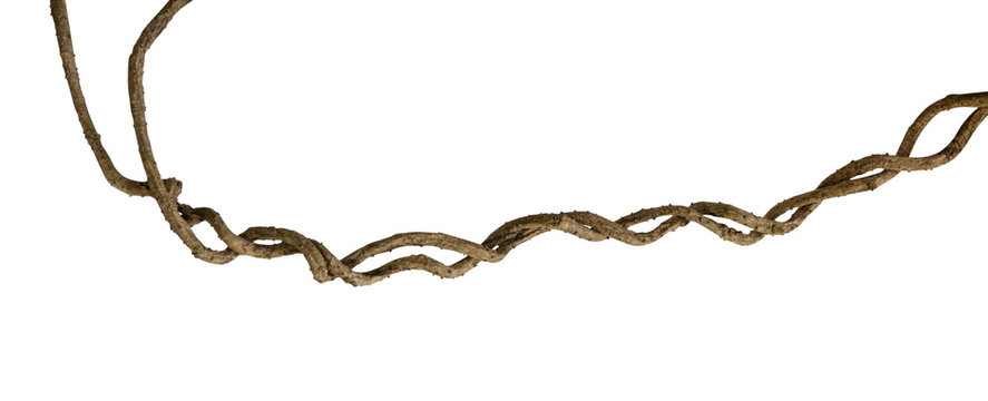 Fototapeta Twisted wild liana jungle vine isolated on white background, clipping path included