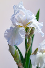 アイリス（ジャーマンアイリス）の花の競演、花びらの繊細な凹凸とグラデーションが美しい