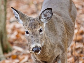 Beautiful photo with a cute wild deer standing in forest