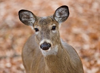Isolated image of a cute wild deer in forest in autumn
