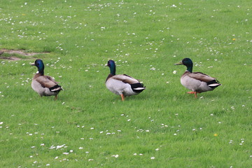Trois colverts en promenade