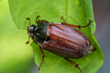 Cockchafer close up