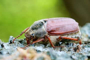 Cockchafer close up
