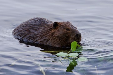 Beautiful isolated image of a beaver eating leaves in the lake