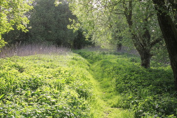 Obraz premium Ścieżka wiosną