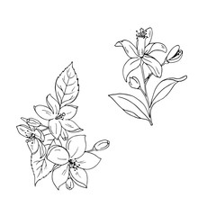 Set of summer flowers and leaves isolated on white background. Doodle ink sketch. Hand drawn vector illustration.
