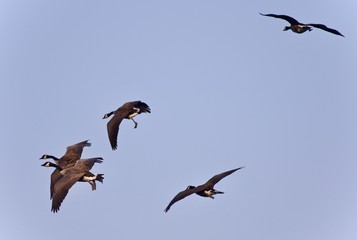 Beautiful image of several Canada geese flying