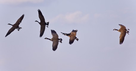 Isolated image of five Canada geese flying © MrWildLife