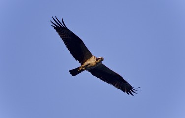 Beautiful picture with a beautiful hawk flying