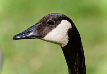 Picture with a Canada goose looking in the camera