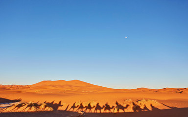 Fototapeta na wymiar Camal caravan on trip through sand desert