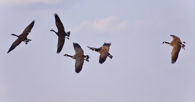 Isolated image of five Canada geese flying