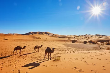 Crédence de cuisine en verre imprimé Chameau Caravane de chameaux en voyage à travers le désert de sable