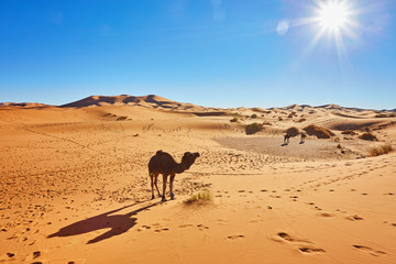 Silhouette of camel caravan in big sand dunes of Sahara desert, Erg Chebbi, Merzouga, Morocco